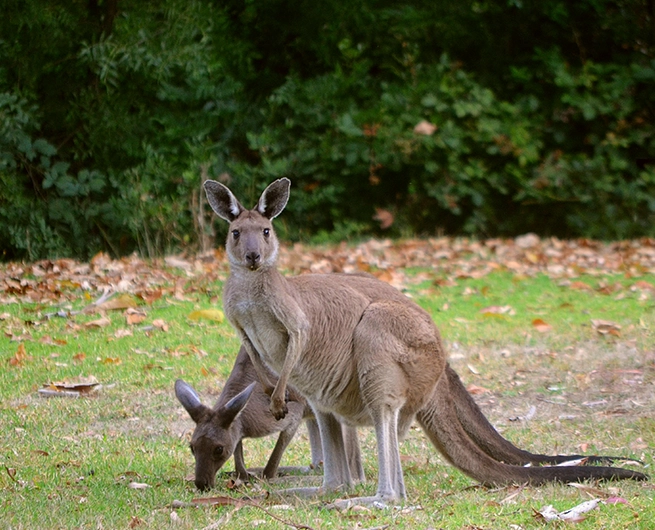 Brown Kangaroo on Green Grass Field